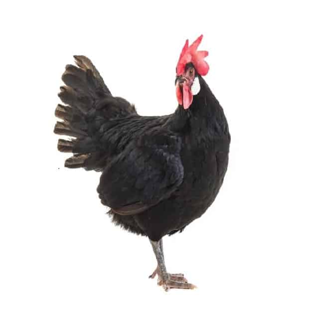 Old Black Hen Make More Sales