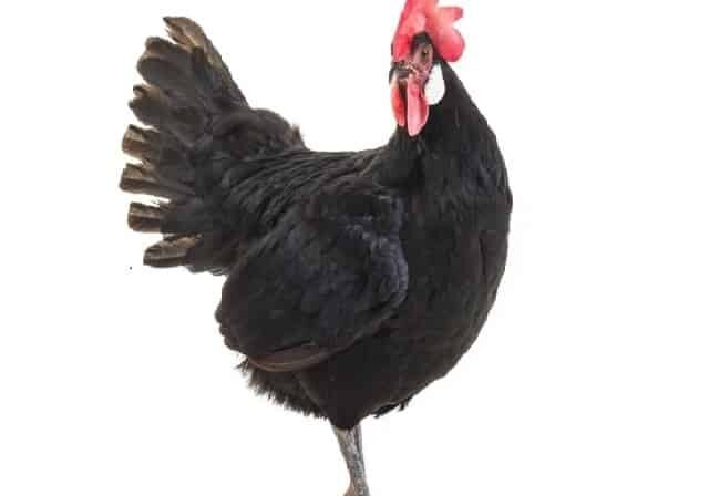 Old Black Hen Make More Sales