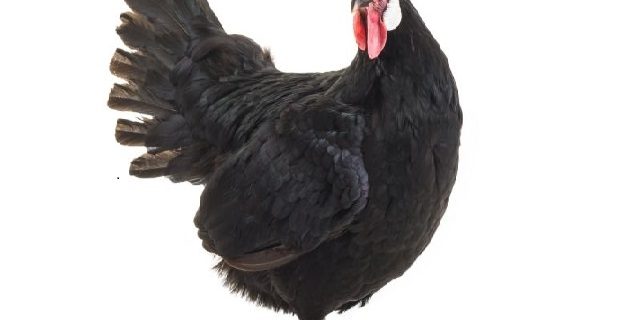 Old Black Hen